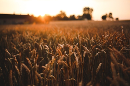 Field