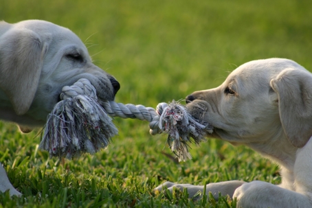 Puppies playing