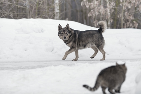 wolves