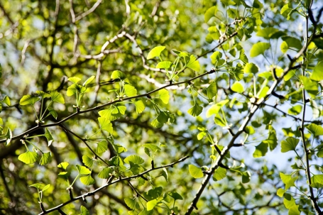tree